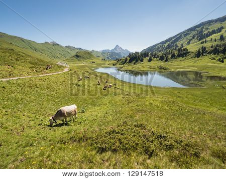 A view of cows standing near by the Kalbelesee lake surrounded by the Alpine mountains near village Schroecken in Bregenzerwald region Vorarlberg Austria