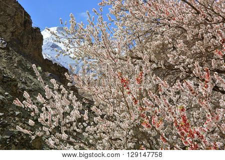 Apricot blossom in Himalayas
