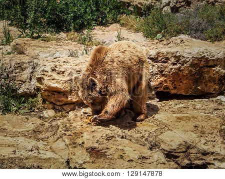 Syrian brown bear in Jerusalem Biblical Zoo or The Tisch Family Zoological Gardens Israel