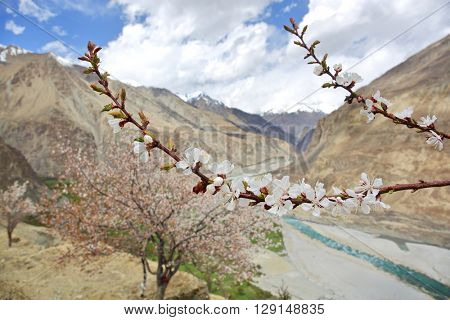 Apricot blossom in Himalayas
