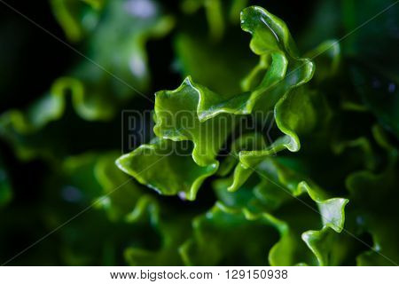 Big close-up on green leaves of kale