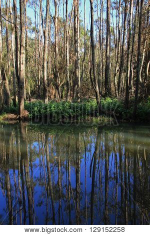 Trees mirroring in a creek. Scene in Port Maquarie Australia.
** Note: Soft Focus at 100%, best at smaller sizes