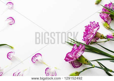 Carnation flowers for mother's day or women's day. Flowers and petals flat lay on white.