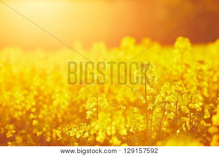 Springtime - rapeseed field at the sunset