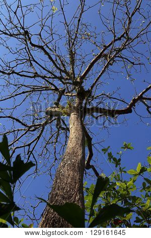 Dead tree without leaves and blue sky