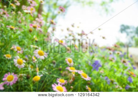 Flower garden with blur filter for background