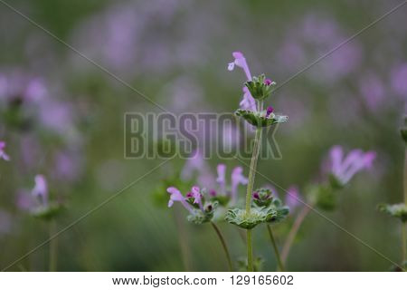 forest green fluffy stem with violet flowerets