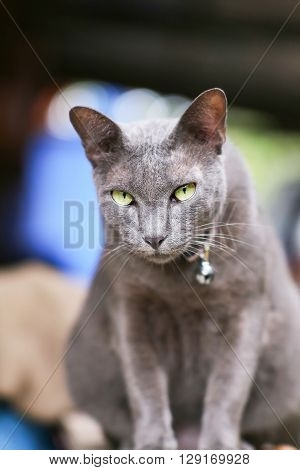 Siam cat brown coloryellow eyenetive cat in Thailand