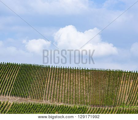 Vineyards At The Hills Of The River Moselle