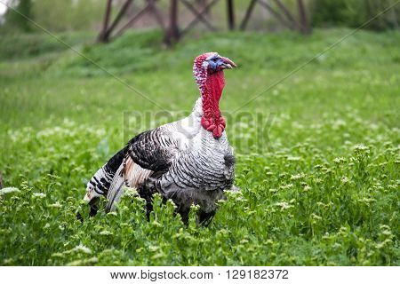 turkey grazing on green grass in the village.