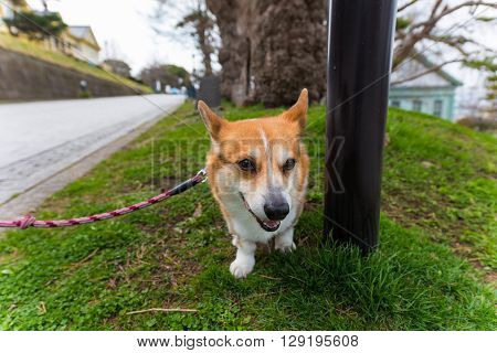 Welsh Corgi Pembroke Dog On Grass Field