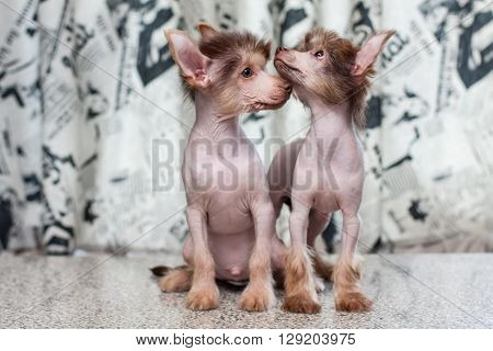 Chinese Crested Pappy