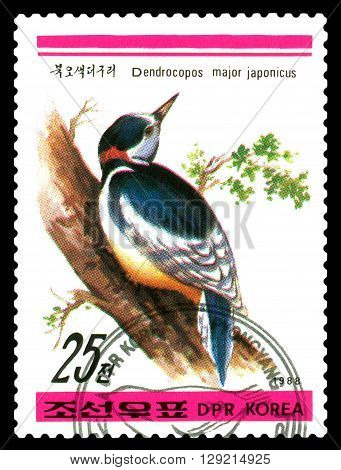STAVROPOL RUSSIA - APRIL 30 2016: a stamp printed in DPRK shows Japonicus major Dendrocopos Birds series circa 1988