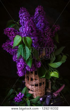 still-life with a bouquet of lilacs shears on a black background