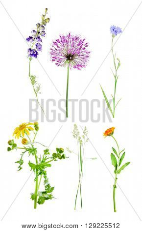 Set of beautiful meadow flowers, isolated on white