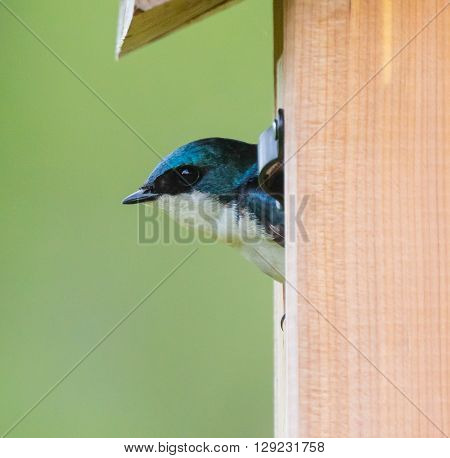 Tree Swallow (Tachycineta bicolor) looking out of a nest box