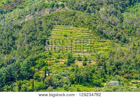Landscape with vines on the hillside in the National park of Cinque Terre, Italy