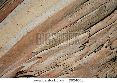 Striped creme colored tree bark