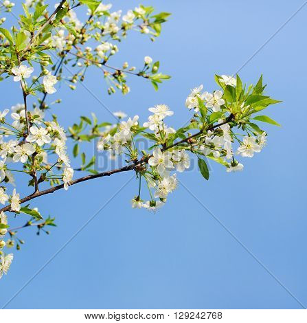 flowers of a cherry tree which blooms on the way