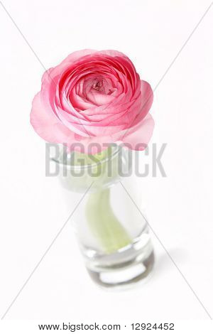 Ranuncolo rosa
