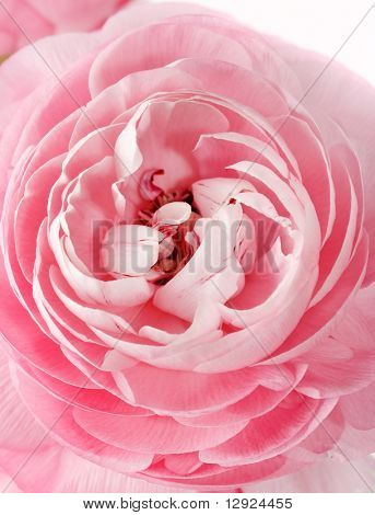 Ranuncolo rosa