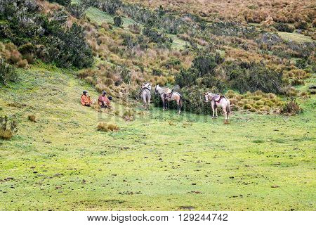 Horses And Tourists