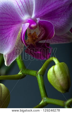 Close up of orchid flower studio shot