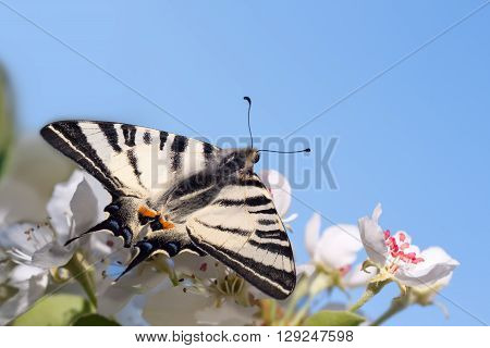 closeup beautiful giant Swallowtail butterfly (Papilionidae) on flowers of pear tree against the blue sky