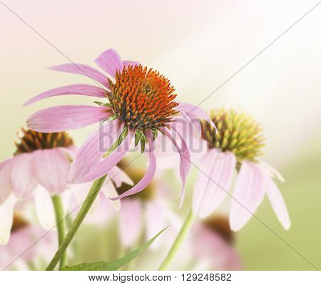 Beautiful flowers with meadow flower and blurred background
