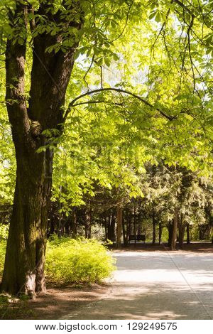 Paths in springtime