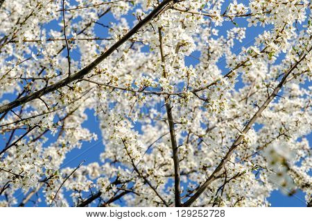 branches of the cherry blossoms filmed against a blue sky
