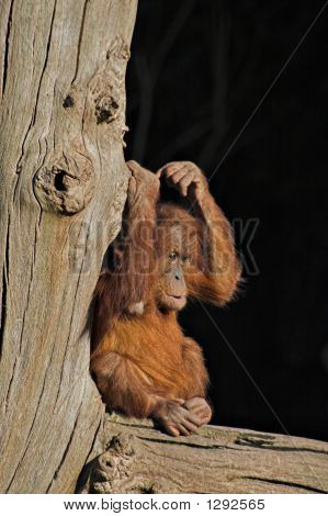 아기 Orang Utan