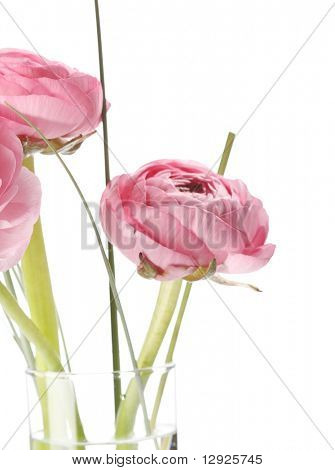 Ranuncolo rosa