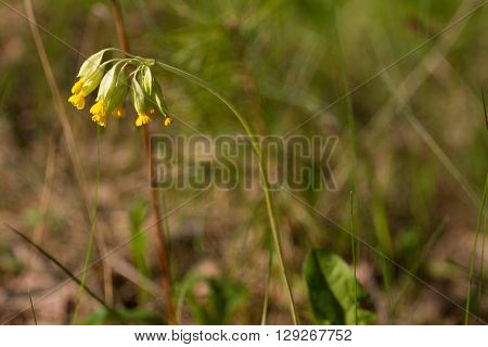 Macro photo of Primula officinalis, primrose spring.  Meadow in Ukraine, Sumy region
