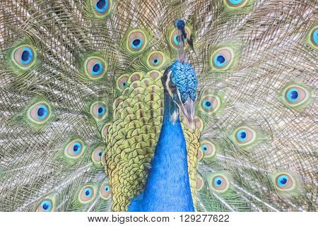Pavo cristatus Indian peafowl, precious and flirtatious