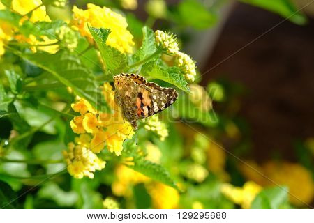 Lush blooming flower with colorful mix of summer flowers with butterfly