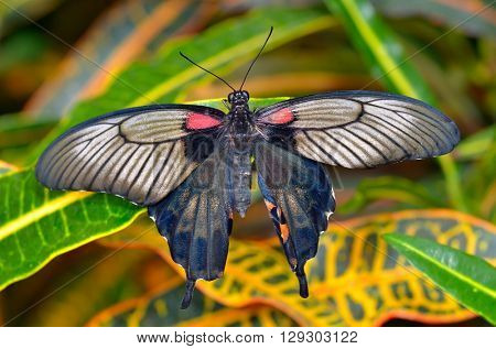 exotic butterfly in natural habitat (papilio memnon agenor)
