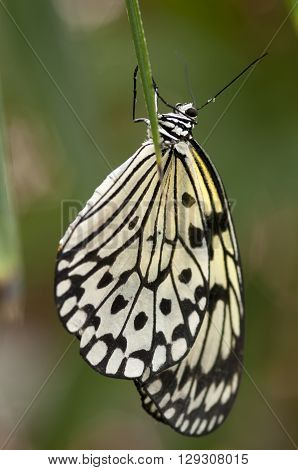 Paper Kite Butterfly