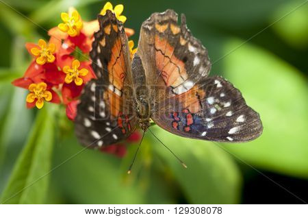 Butterfly Anartia Amanthea