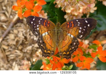 Butterfly Anartia Amanthea