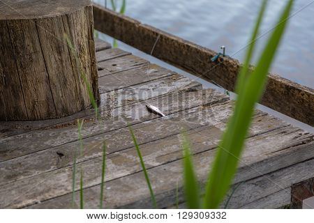 Small fish cought during fishing on pier, copy space