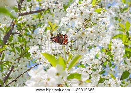 Beautiful flowering cherry trees. Peacock butterfly on cherry blossom in spring day. Blossoming of cherry flowers in spring time with green leaves natural floral seasonal background.