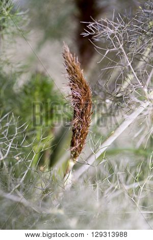 Fennel gray close-uo garden leaf leaves aromatic plant