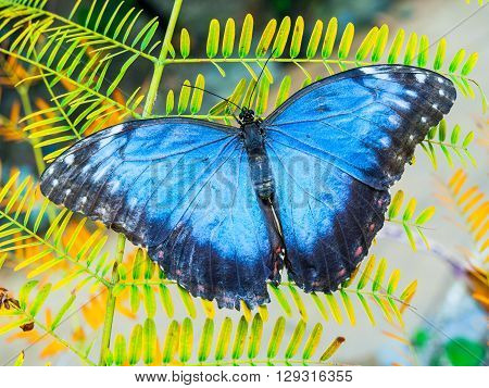 Blue Morpho butterfly sitting on the green leaf
** Note: Visible grain at 100%, best at smaller sizes
