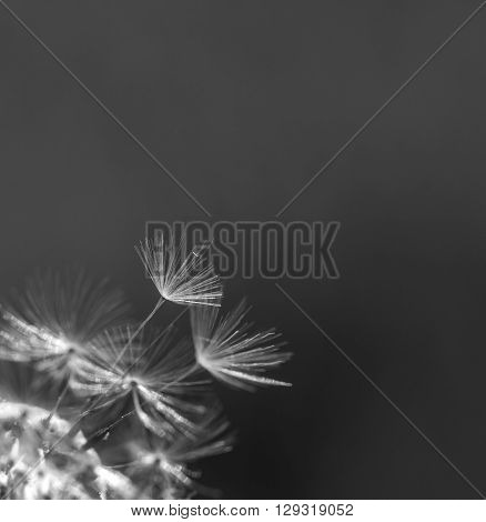 Dandelion Seeds In Close Up