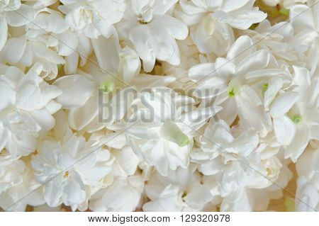 Jasmine (Other names are Jasminum Melati Jessamine Oleaceae) flowers isolated on white background for graphic usage