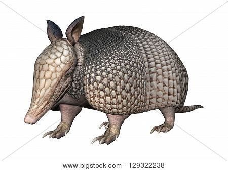3D Rendering Armadillo On White