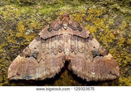 Shoulder stripe moth (Earophila badiata). British insect in the family Geometridae the geometer moths