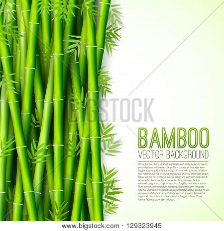 Bamboo  Background Concept. Vector Illustration