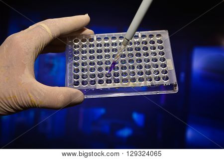 In the biomedical laboratory. The study of biological sample in a well plate.